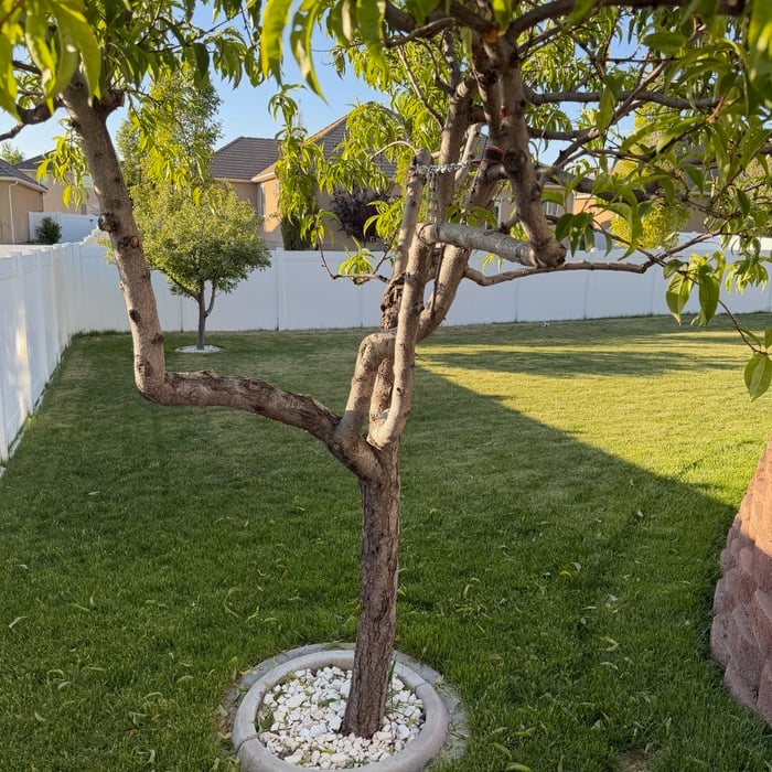 Backyard Landscaping