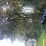 Tree removal