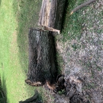 Tree removal