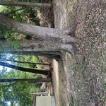 Tree removal
