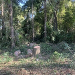 Tree removal
