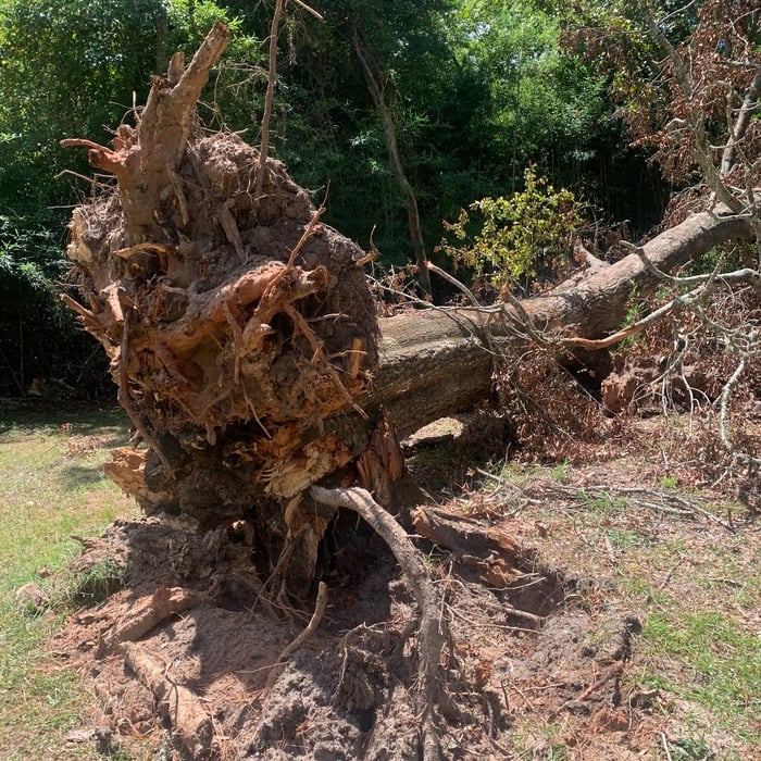 Tree removal