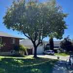 Tree trimming/ Pruning
