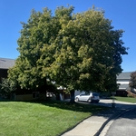 Tree trimming/ Pruning