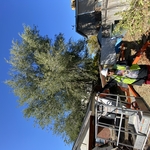 Tree removal