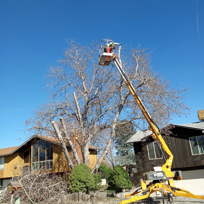 Tree Removal