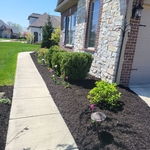 Lay mulch around this beautiful home in fishers with several tulips for a pop of color.