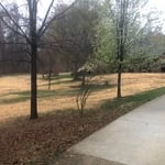 Lawn Renovation