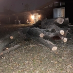Tree removal
