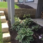 Iowa Buff Wall