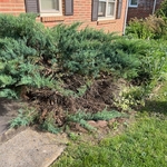 Jane's flower beds