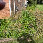 Jane's flower beds