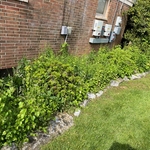 Jane's flower beds