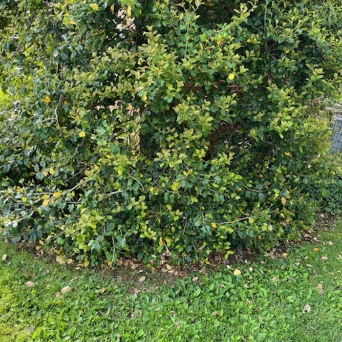 Jane's flower beds