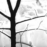 January and February is a good time for pruning most trees, making it easier to identify structural problems or dead wood.