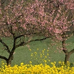 April and May mark the beginning of the growing season, and is when we begin monitoring plant development and weather conditions in order to time our pesticide applications.