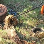 Roots