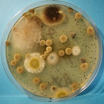 colorulful mold colonies