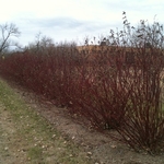 Our work