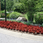 Bed Maintenance and Annual Flower Installations