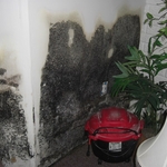 Black Mold in Finished Basement