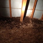 More bat guano