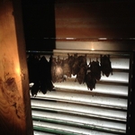Bats roosting in gable vent