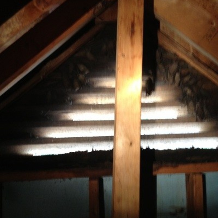 Bats Roosting