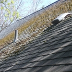 Before Moss Removal
