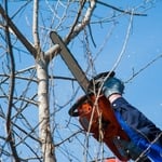 Tree Removal