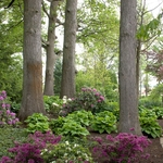 Azaleas & Hostas
