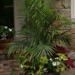 Summer Container