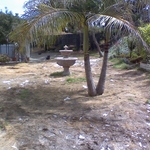 Before sod