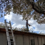 Tree trimming