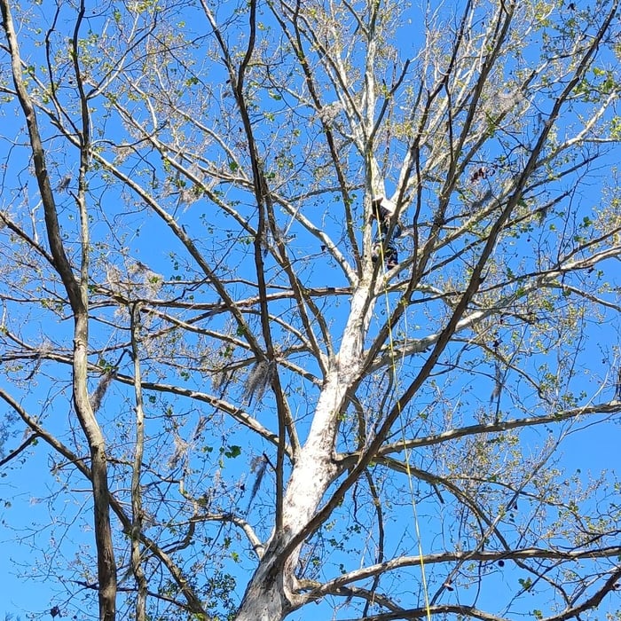 Large tree specialist