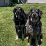Dog Fencing