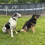 Dog Fencing