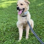 Dog Fencing