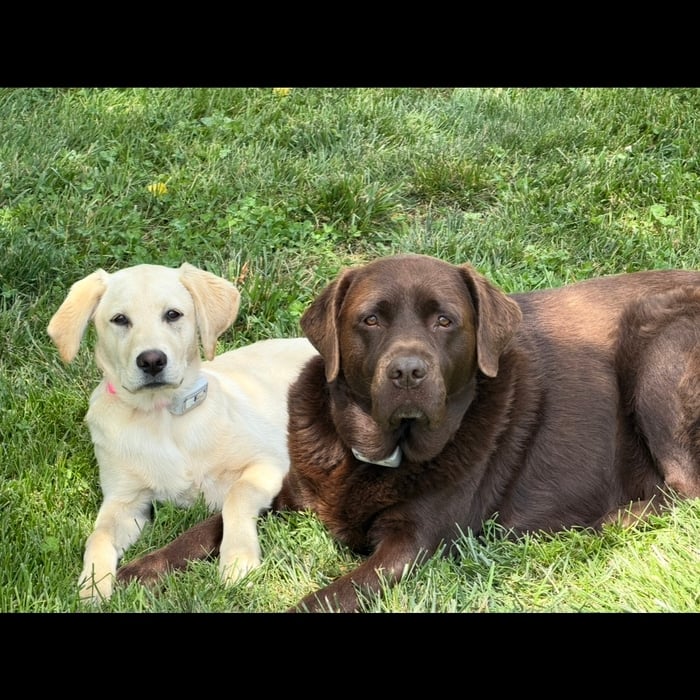 Dog Fencing
