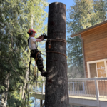 Tree Removal