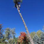 Tree Removal