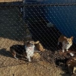 Black Chainlink Fence