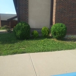 Tree Service Project