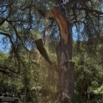 ER Tree Repair