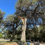 Tree damage