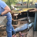 Tree fall across roof of house