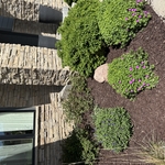 Quick Mulch Job