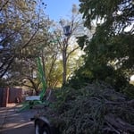 TREE SERVICE