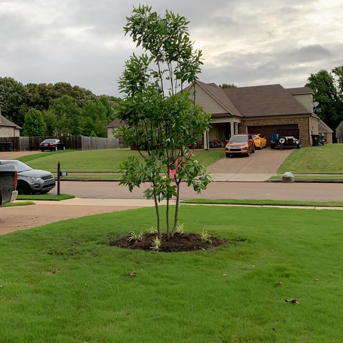 Remodel flower beds