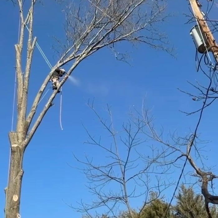 Tree removal